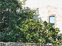 S3140053  Cité médiévale d'Yvoire