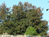 S3140075  Cité médiévale d'Yvoire