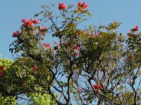 S2330016  FUNCHAL Parc de Sta Catarina