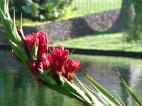 S2330027  FUNCHAL Parc de Sta Catarina