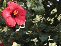 S2330033  FUNCHAL Parc de Sta Catarina