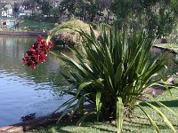 S2330034  FUNCHAL Parc de Sta Catarina