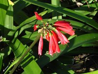 S2330039  FUNCHAL Parc de Sta Catarina