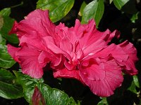 S2330050  FUNCHAL Parc de Sta Catarina