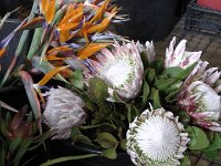 S2330153  FUNCHAL Le marché aux fleurs