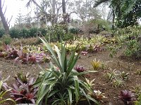 S2330168  Jardin botanique de Madère