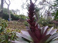 S2330169  Jardin botanique de Madère