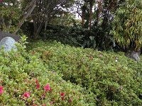 S2330170  Jardin botanique de Madère