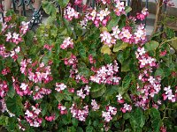 S2330171  Jardin botanique de Madère