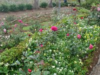 S2330173  Jardin botanique de Madère