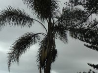 S2330177  Jardin botanique de Madère