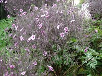 S2330180  Jardin botanique de Madère
