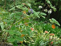 S2330183  Jardin botanique de Madère