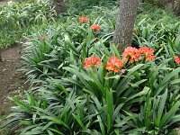 S2330185  Jardin botanique de Madère