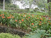 S2330188  Jardin botanique de Madère
