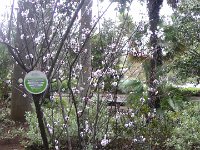 S2330189  Jardin botanique de Madère
