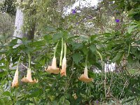 S2330191  Jardin botanique de Madère