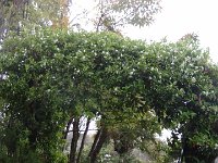 S2330192  Jardin botanique de Madère