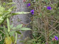 S2330195  Jardin botanique de Madère