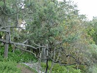 S2330197  Jardin botanique de Madère