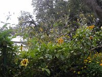 S2330202  Jardin botanique de Madère