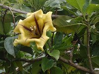 S2330203  Jardin botanique de Madère