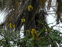 S2330204  Jardin botanique de Madère