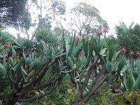 S2330208  Jardin botanique de Madère