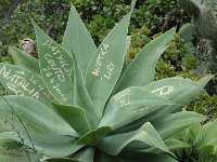 S2330210  Jardin botanique de Madère