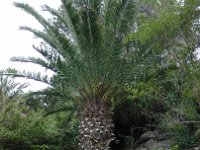 S2330211  Jardin botanique de Madère