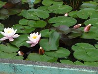 S2330219  Jardin botanique de Madère