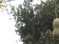 S2330220  Jardin botanique de Madère