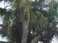 S2330223  Jardin botanique de Madère