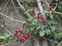 S2330229  Jardin botanique de Madère