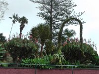 S2330231  Jardin botanique de Madère