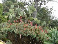 S2330232  Jardin botanique de Madère