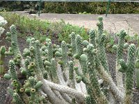 S2330234  Jardin botanique de Madère