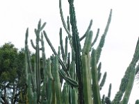 S2330235  Jardin botanique de Madère