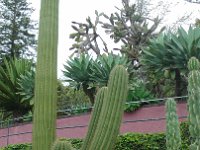 S2330236  Jardin botanique de Madère