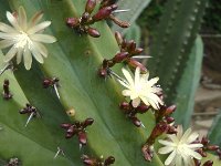 S2330243  Jardin botanique de Madère