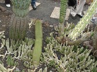 S2330248  Jardin botanique de Madère
