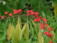 S2330261  Jardin botanique de Madère