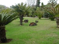 S2330263  Jardin botanique de Madère