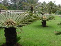 S2330264  Jardin botanique de Madère