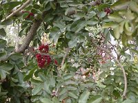 S2330269  Jardin botanique de Madère