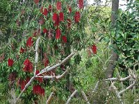 S2330271  Jardin botanique de Madère