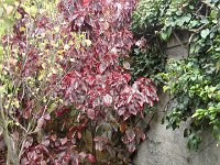 S2330273  Jardin botanique de Madère