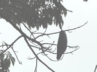 S2330275  Jardin botanique de Madère