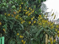 S2330276  Jardin botanique de Madère