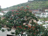 S2340009  Câmara de Lobos